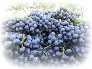Solms Amalie harvest 2011