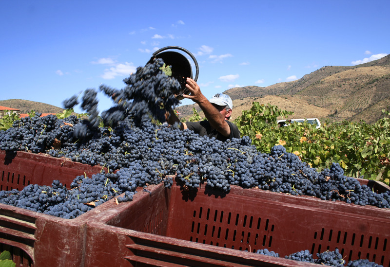 Best #Wine Tweet of the day by VitaBella: Why M. Chapoutier uses less new oak; “It allows the terroir to express itself, rather than feeling you’ve given Pinocchio a blow job”