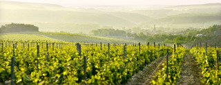 First indications on Harvest in Champagne with Alain Pailley