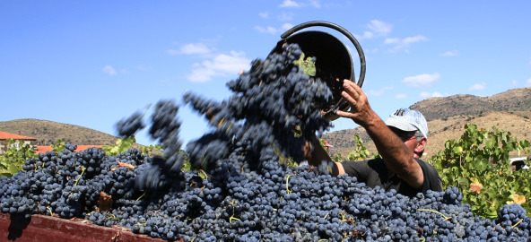 What’s new today in VitaBellaWine Late Edition?
