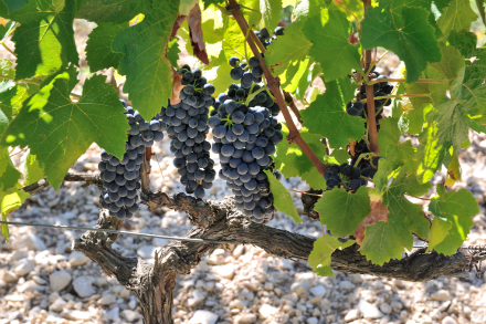 Climate change: Should we believe the reports claiming the winemaking map will be entirely redrawn by 2050 ?