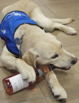 Maison M. Chapoutier lance une opération nationale pour financer des chiens-guides d’aveugles