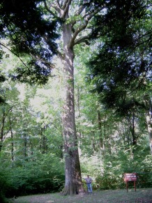 FILM: "For ever and ever, ARGONNE", an International campaign to save a Forest in Danger