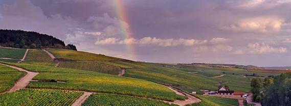 Burgundy Breathes a Sigh of Relief: quantity as well as quality in this year’s harvest