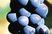 Sassicaia is the most sought-after Italian wine according to the “Top 100 Most Searched-For Wines”