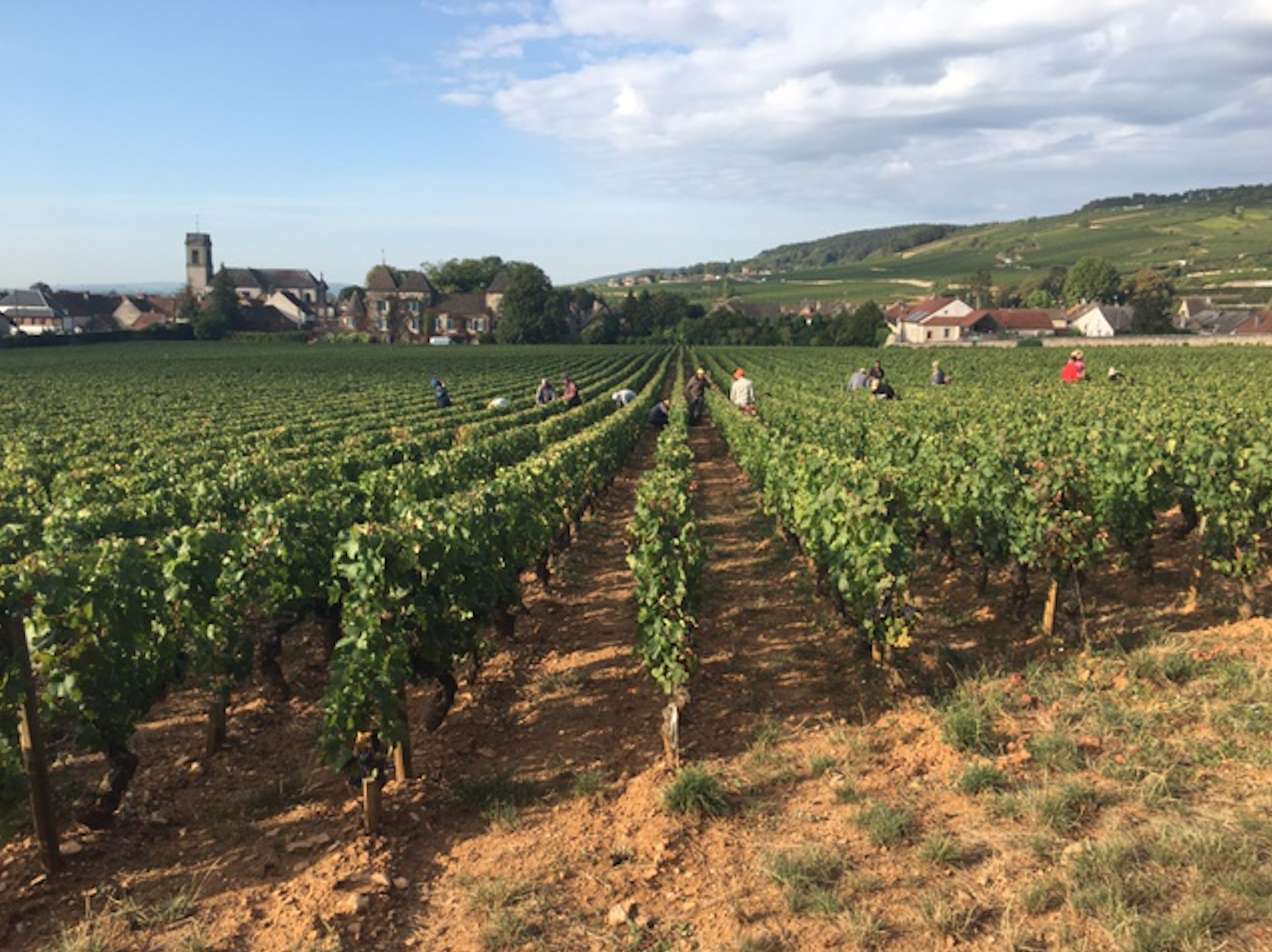 HARVEST 2018 DOMAINE DU CHATEAU DE LA COMMARAINE_Photo Credit Chateau de la Commaraine_3